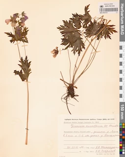 MAG 0022123