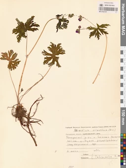 MAG 0022125