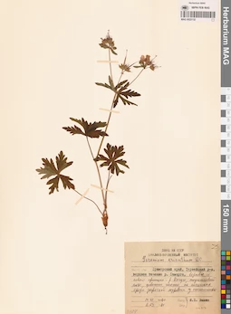 MAG 0022132