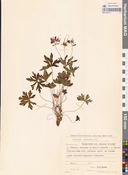 MAG 0022133