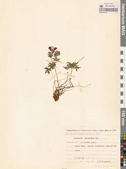 MAG 0022135