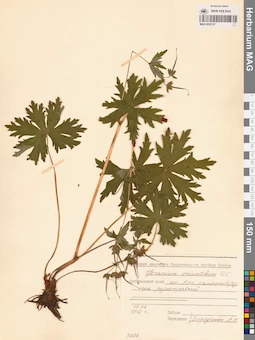 MAG 0022137