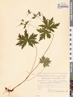 MAG 0022138