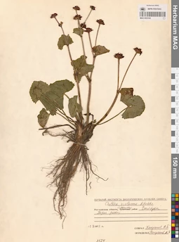 MAG 0022342