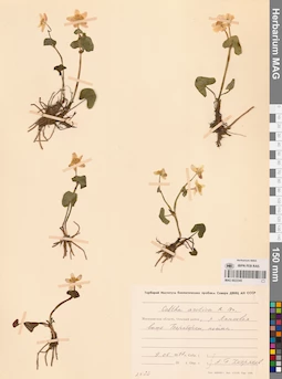 MAG 0022345