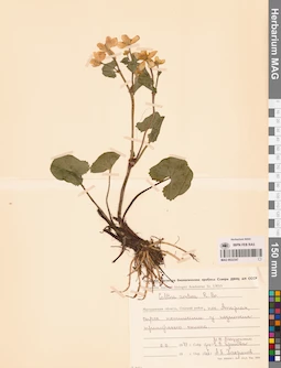 MAG 0022347