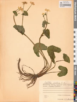 MAG 0022349