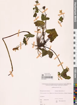 MAG 0022350