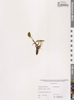 MAG 0022192
