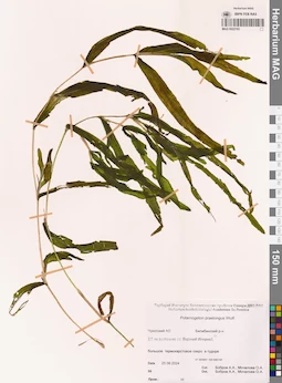 MAG 0022193