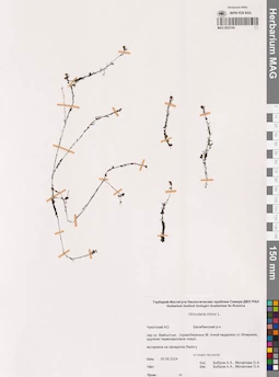 MAG 0022194