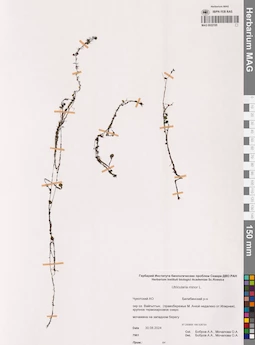 MAG 0022195