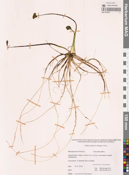 MAG 0022208