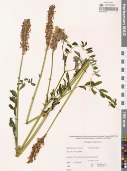 MAG 0022212