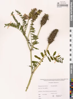 MAG 0022214