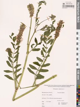 MAG 0022215