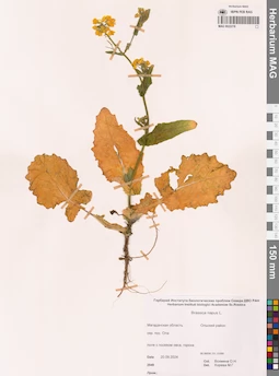 MAG 0022219