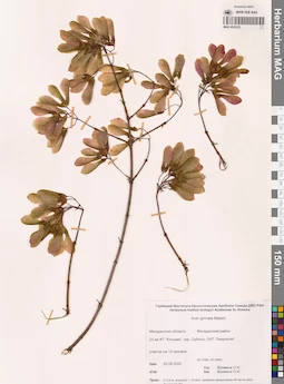 MAG 0022223
