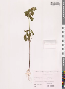 MAG 0022224