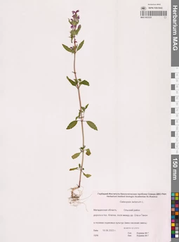 MAG 0022225