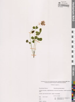 MAG 0022228