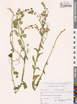MAG 0022231