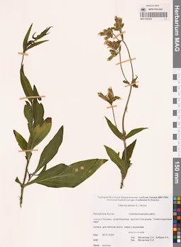 MAG 0022232