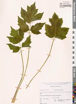 MAG 0022233