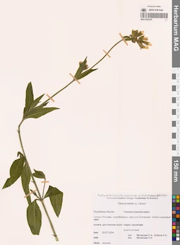 MAG 0022235