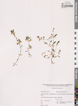 MAG 0022237