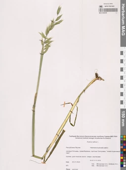 MAG 0022238