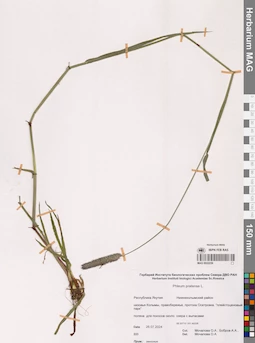 MAG 0022239