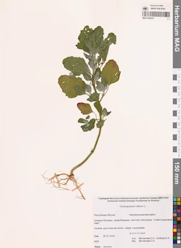 MAG 0022241