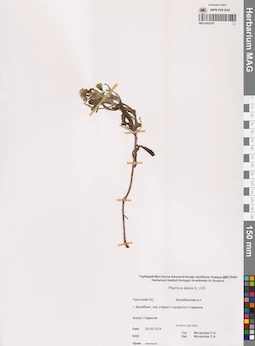 MAG 0022251