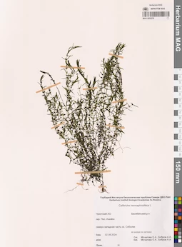 MAG 0022279