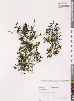 MAG 0022287