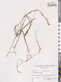 MAG 0022290