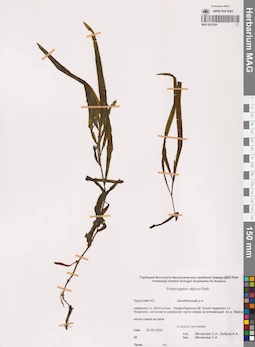 MAG 0022291