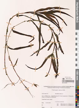 MAG 0022292