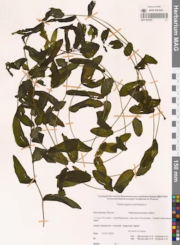 MAG 0022294