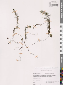 MAG 0022295