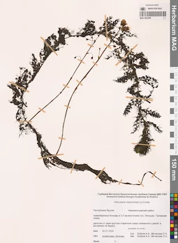 MAG 0022296