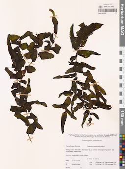 MAG 0022297