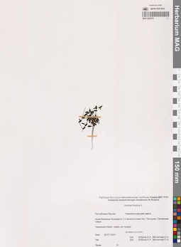 MAG 0022310