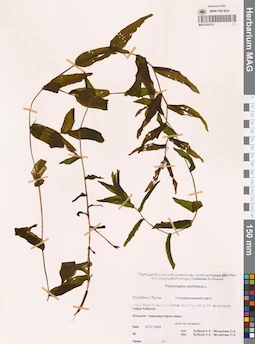 MAG 0022311