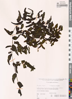 MAG 0022313