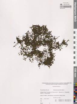 MAG 0022326