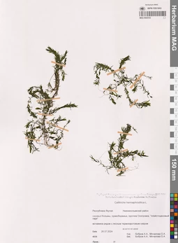 MAG 0022332