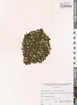 MAG 0022333