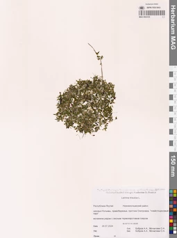 MAG 0022334